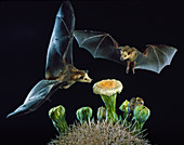 Lesser long-nosed bats at Saguaro Cactus
