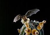 Lesser long-nosed bat pollinating cardon cactus
