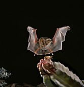California leaf-nosed bat catches cricket