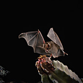 California leaf-nosed bat catches cricket