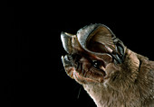 Big free-tailed bat (Nyctinomops macrotis