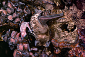 Brazilian free-tailed bat with young