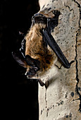 Long-eared myotis bat (Myotis evotis)