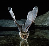 Townsend's big-eared bat (C. townsendii)