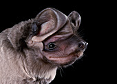 Bonnetted bat (Eumops underwoodi)