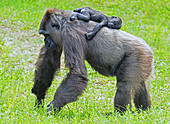 Western Lowland Gorilla Mother with Baby