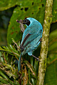 Turquoise Jay