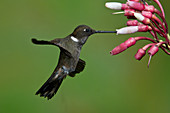 Brown Inca Hummingbird