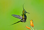 Wire-crested Thorntail Hummingbird