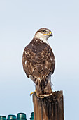 Ferruginous Hawk (Buteo regalis)