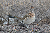 Greater Roadrunner (Geococcyx californianus)