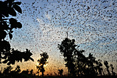 Fruit bats over Kasanka swamp, Zambia