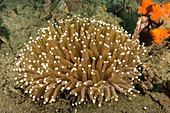 Long Tentacle Plate Coral