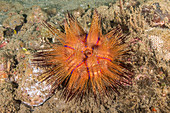 Blue-spotted Urchin