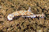 Leopard Nudibranch trailing