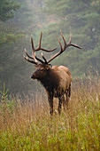 Elk Bull in Autumn