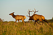 Bull Elk Following Cow