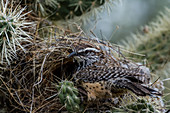 Cactus Wren at Nest