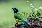 Green Jay in Texas