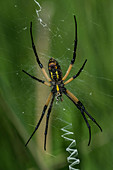 Garden-Corn Spider