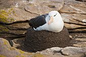 Black-browed Albatross Nesting