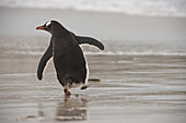 Gentoo Penguin Entering Ocean