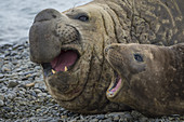 Southern Elephant Seal Pair