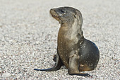 Galapagos Sea Lion Pup on Beach