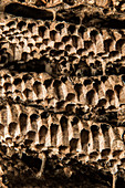 Combs of European Hornet Nest