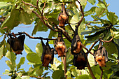 Island Flying Foxes Roosting