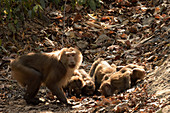 Pig-tailed Macaques Drinking