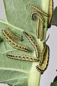 Large cabbage white butterfly caterpillars