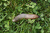 Spanish slug, Arion vulgaris
