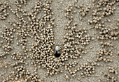 Sand Bubbler Crab