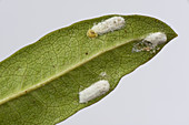 Cushion Scale Insect