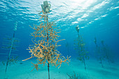 Staghorn Coral Restoration Project