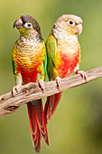 Green-cheeked conure and Pineapple Conure