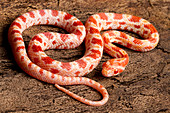 Corn Snake (P. guttatus) on tree bark