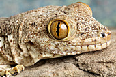 Crocodile Gecko (Tarentola mauritanica)