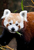 Red Panda ( Ailurus fulgens) eating