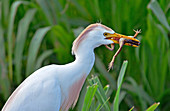 Cattle Egret (Bubulcus ibis) eats frog