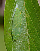 Tawny Emperor chrysalis (Asterocampa clyton)