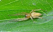 Garden Ghost Spider