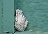 Cuban Tree Frog