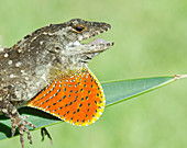 Cuban Brown Anole