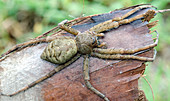 Whitish Fishing Spider