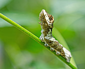 Giant Swallowtail caterpillar
