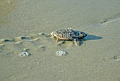 Loggerhead Turtle hatchling