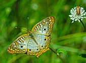 White Peacock butterfly