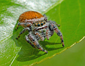 Brilliant Jumping Spider